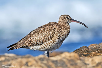 Chiurlo piccolo-Whimbrel  (Numenius phaeopus)