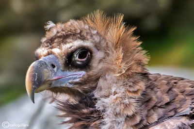 Avvoltoio monaco -Black Vulture (Aegypius monachus)