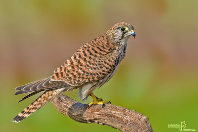 Gheppio -Eurasian Kestrel (Falco tinnunculus)