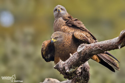 Nibbio bruno-Black Kite (Milvus migrans)