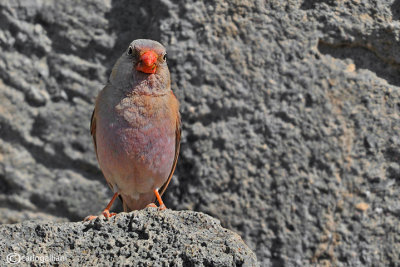 Trombettiere -Trumpeter Finch(Rhodopechys githaginea)