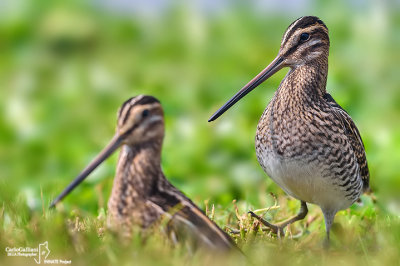 Beccaccino-Common Snipe (Gallinago gallinago)