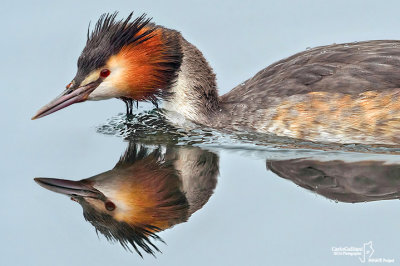 Svasso Maggiore-Great Crested Grebe (Podiceps cristatus)