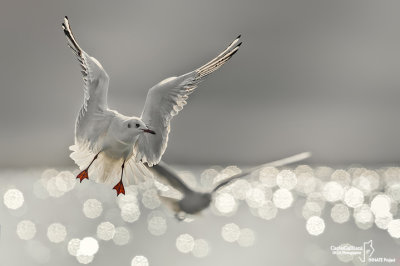 Gabbiano comune-Black-headed Gull (Larus ridibundus)