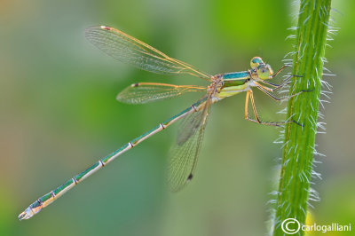 Lestes barbarus male