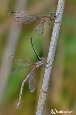 Chalcolestes parvidens oviposition 