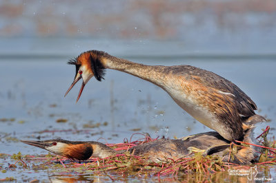 Svasso Maggiore-Great Crested Grebe (Podiceps cristatus)