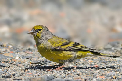 Venturone-Citril Finch	(Serinus citrinella)