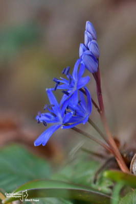 Scilla bifolia