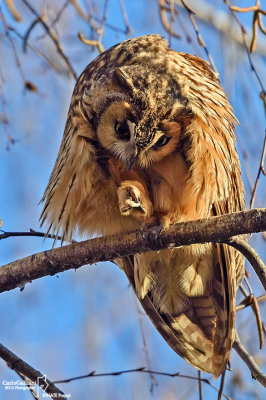 Gufo comune-Long-eared Owl  (Asio otus)