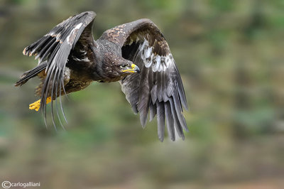 Aquila delle steppe-Steppe Eagle (Aquila nipalensis)