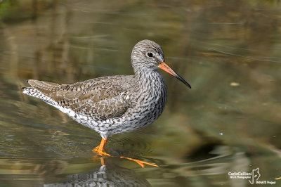 Pettegola- Common Redshank (Tringa totanus)