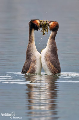 Svasso Maggiore-Great Crested Grebe (Podiceps cristatus)