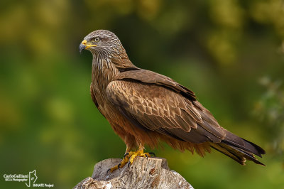 Nibbio bruno-Black Kite (Milvus migrans)