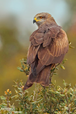 Nibbio bruno-Black Kite (Milvus migrans)