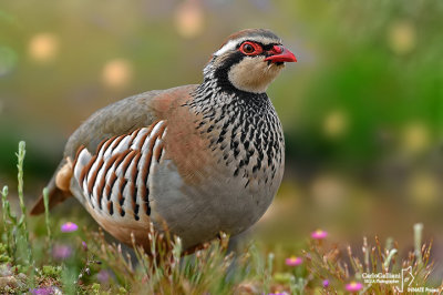 Pernice rossa-Red-legged Partridge (Alectoris rufa)