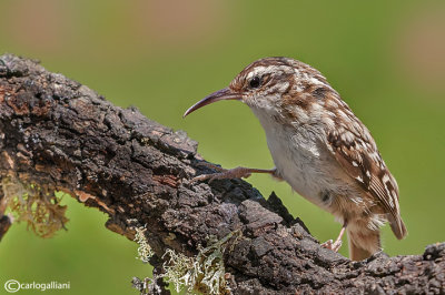 Rampichino -Short-toed Treecreeper (Certhia brachydactyla)