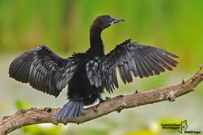 Marangone minore - Pygmy Cormorant ( Phalacrocorax pygmaeus )