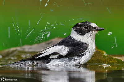 Balia dal collare - Collared Flycatcher ( Ficedula albicollis 