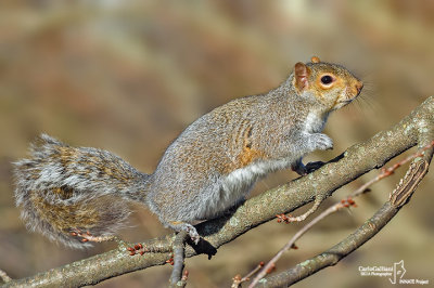 Grey squirrel - Sciurus carolinensis