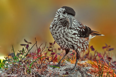 Nocciolaia- Spotted Nutcracker(Nucifraga caryocatactes)