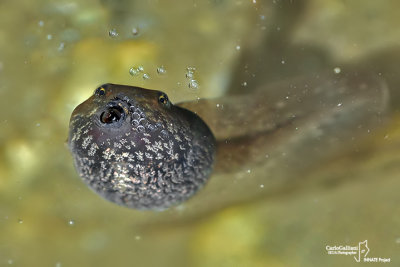 Rana temporaria- Common Frog (Rana temporaria)
