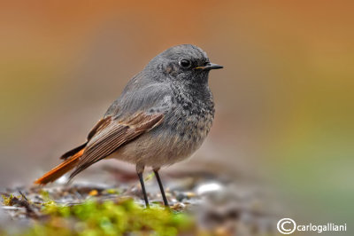 Codirosso spazzacamino-Black Redstart (Phoenicurus ochruros)