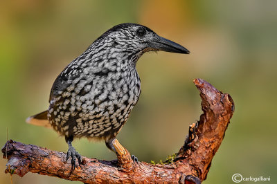 Nocciolaia- Spotted Nutcracker(Nucifraga caryocatactes)