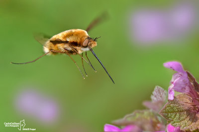 Bombylius major