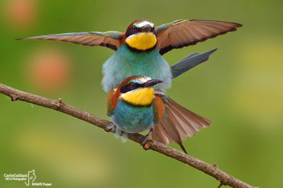 Gruccione-European Bee-eater (Merops apiaster)