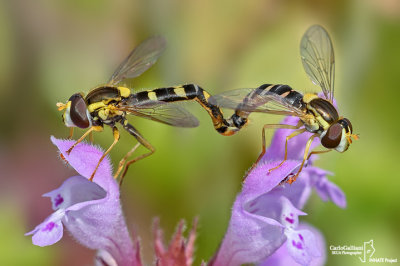 Spharophoria scripta mating