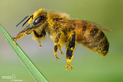 Apis mellifera