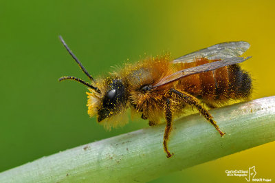 Osmia sp.