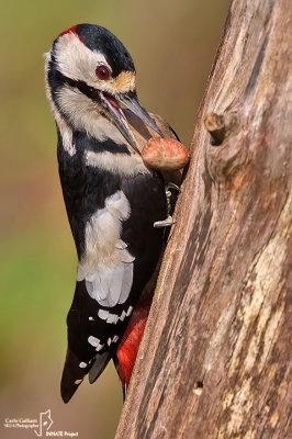 Picchio rosso maggiore-Great Spotted Woodpecker (Dendrocopos major)