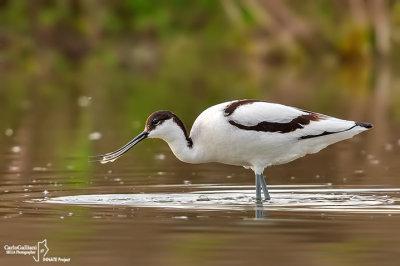 Avocetta- Pied Avocet (Recurvirostra avosetta)