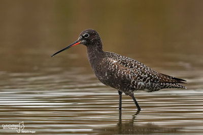 Totano moro-Spotted Redshank (Tringa erythropus)