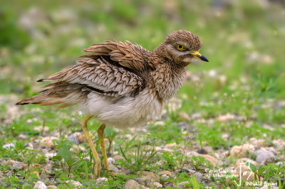 Occhione-Stone-curlew (Burhinus oedicnemus)