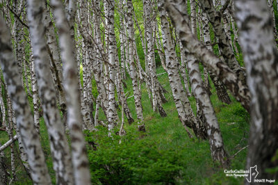 Bosco di Betulla