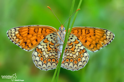 Melitaea phoebe