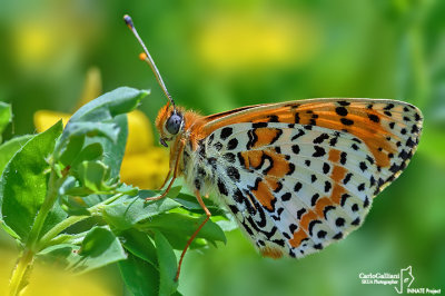 Melitaea didyma