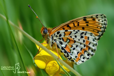 Melitaea didyma