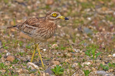 Occhione-Stone-curlew (Burhinus oedicnemus)