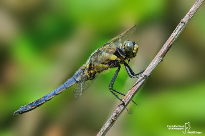 Orthetrum cancellatum