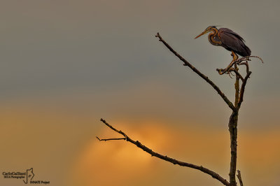 Airone rosso-Purple Heron  (Ardea purpurea)