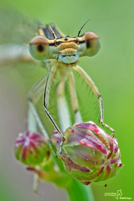 Platycnemis pennipes