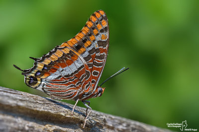 Charaxes jasius