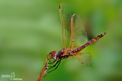 Trithemis annulata