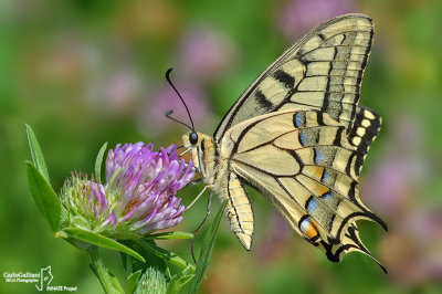 Papilio machaon