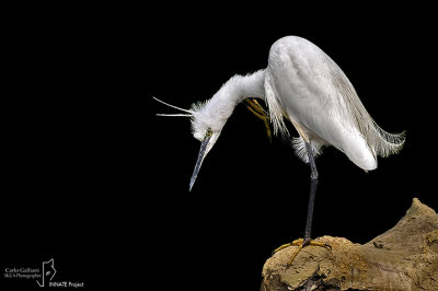 Garzetta- Little Egret (Egretta garzetta)