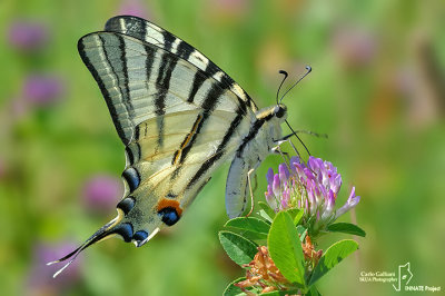 Iphiclides podalirius